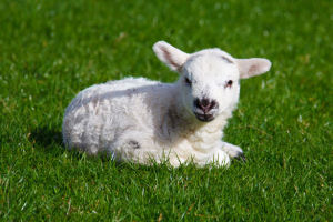 Wolmix wol met polyester volumevlies / fiberfill / batting